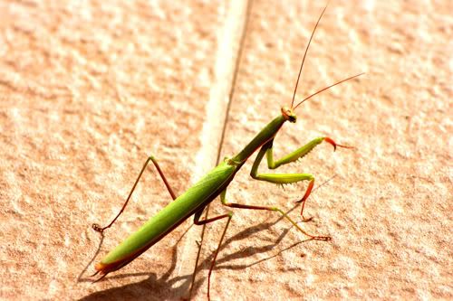 Preying Mantis