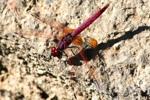 A dragonfly at Wadi Damm