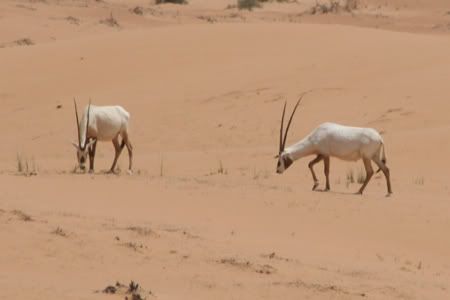 Two Arabian Oryx