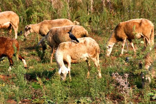 sheep and crow