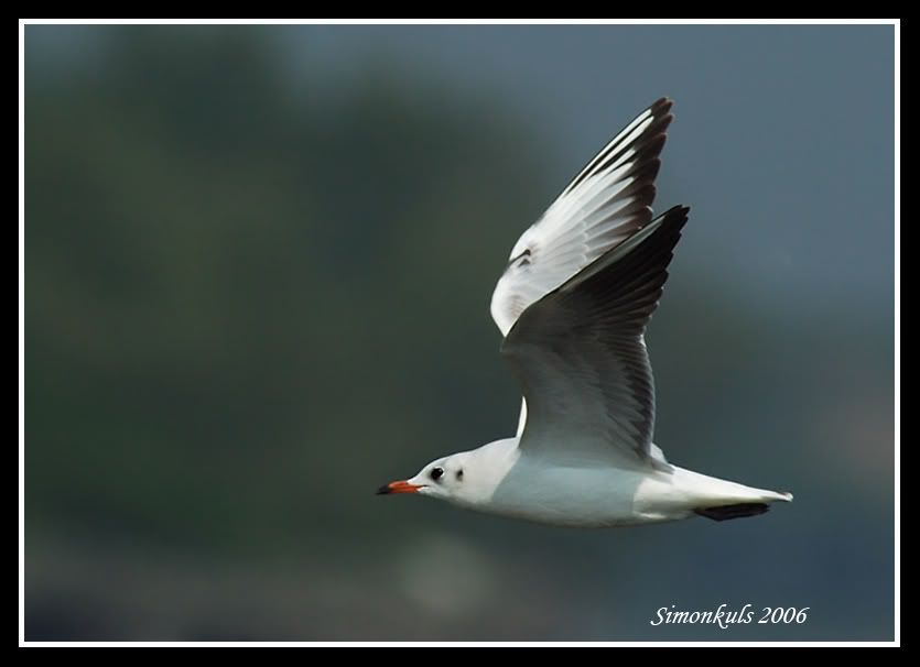 Image hosting by Photobucket