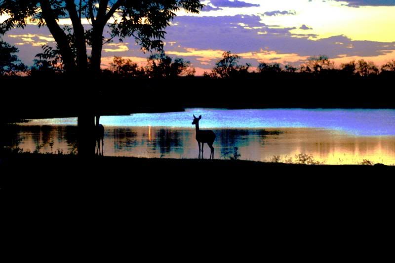 IMAGE: http://i6.photobucket.com/albums/y236/speed_addiction/sunsetdeer-2.jpg