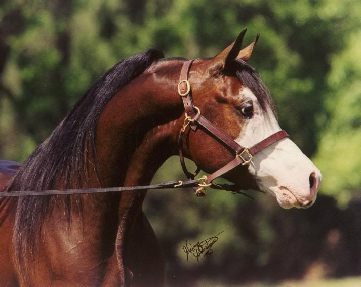 Bay Egyptian Arabian