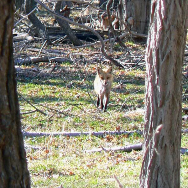 fox1.jpg