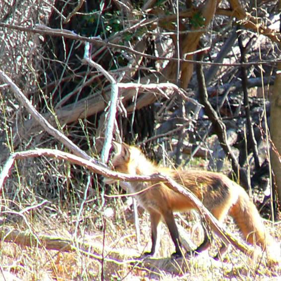 fox2.jpg