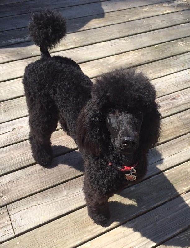  photo first hair cut 4-18-16_zpsz7zduopw.jpg
