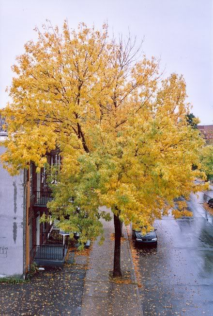 arbre balcon