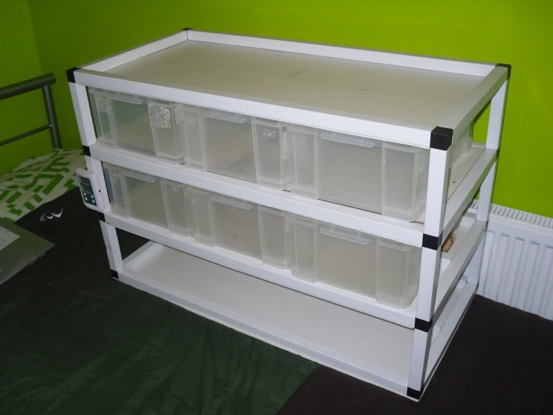 Wales Hatchling/Juvenile Snake Rack Reptile Forums