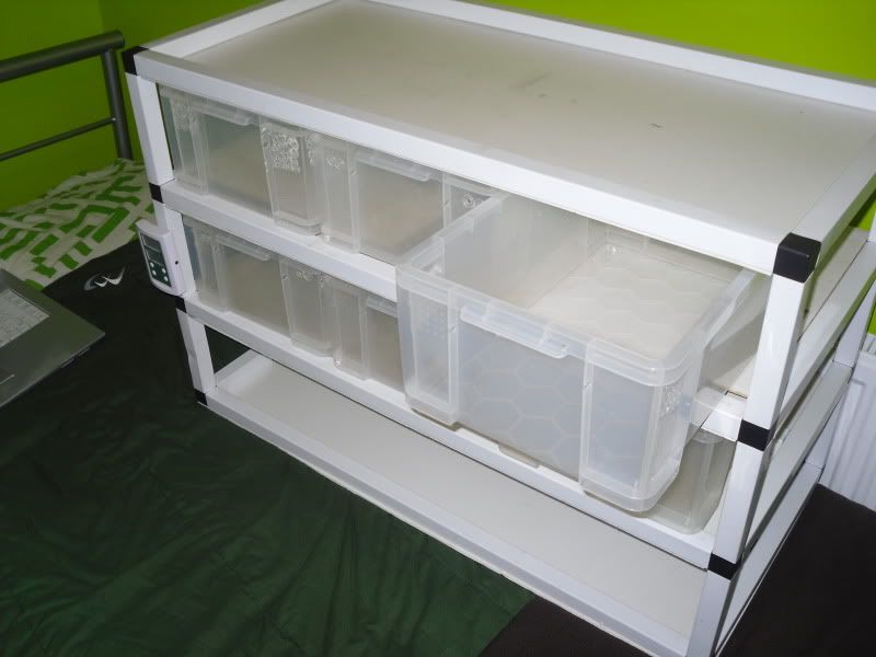 Wales Hatchling/Juvenile Snake Rack Reptile Forums