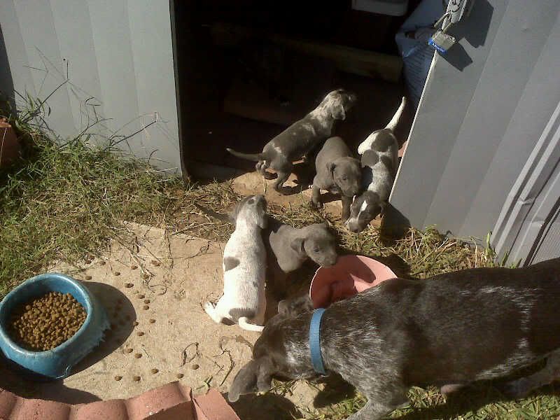 Awesome deer tracking dogs for sale TexAgs