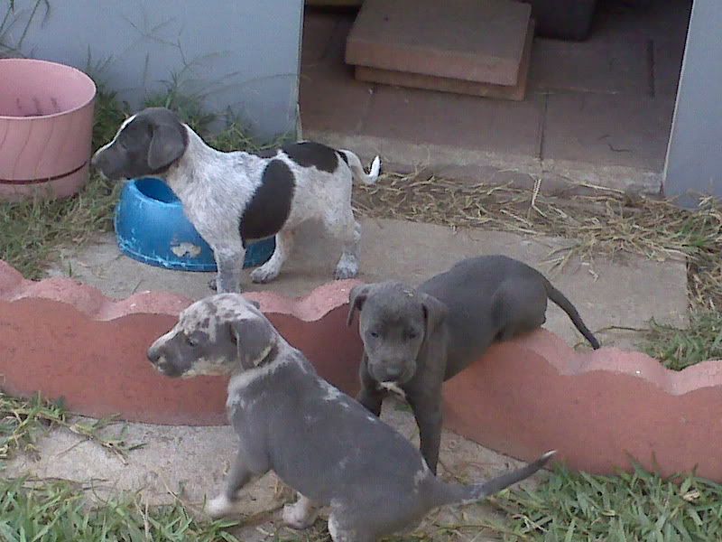 Awesome deer tracking dogs for sale TexAgs