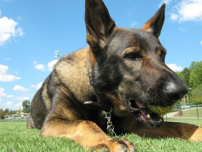 Virgil and the tennis ball German Shepherds Forum