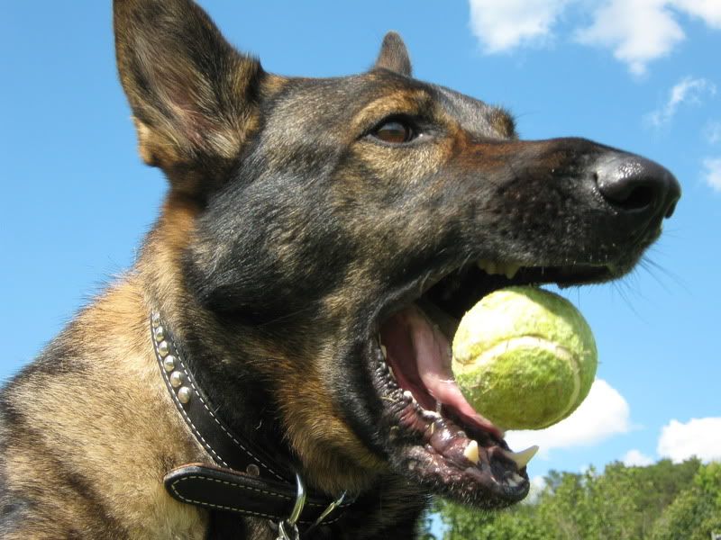 Virgil and the tennis ball German Shepherds Forum