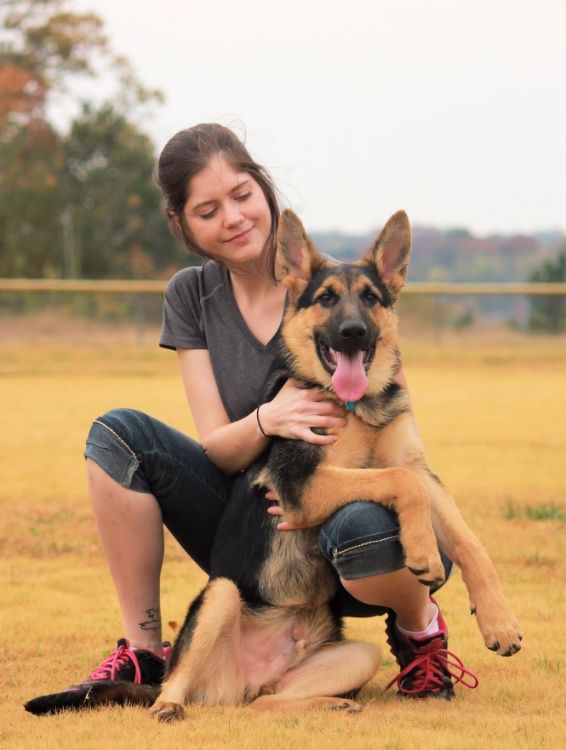 German Shepherd Dog Forums - Piedmont Schutzhund Club