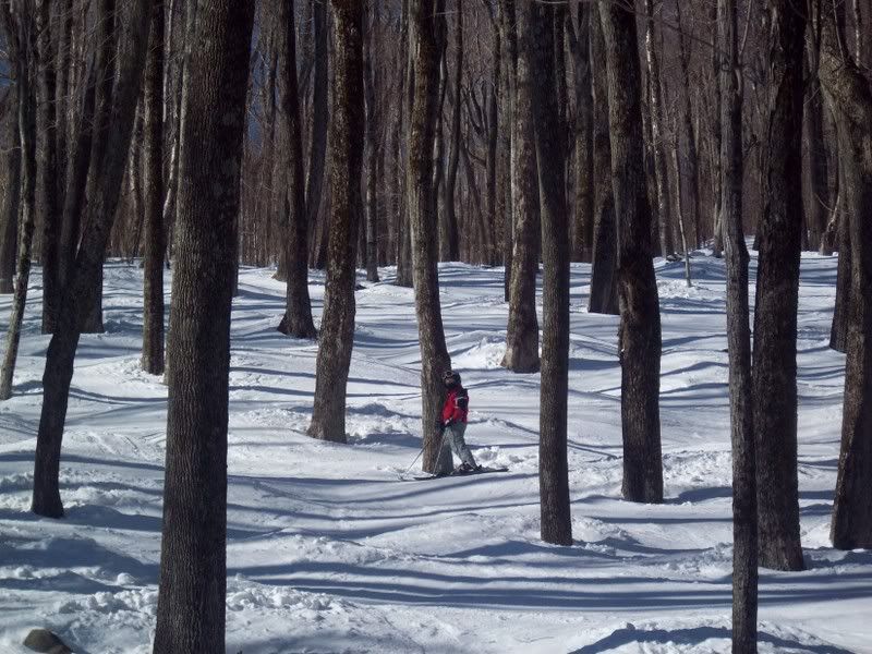 Skiing Glades