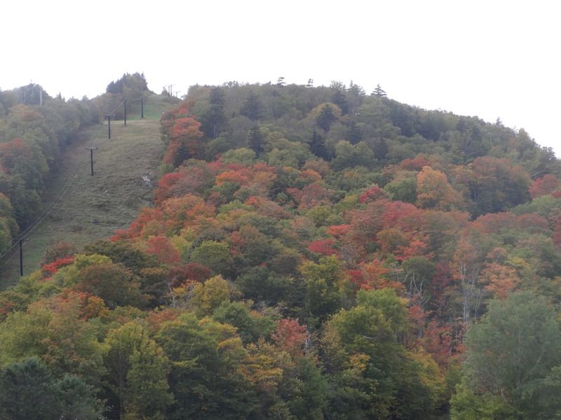 Snowdon%20Foliage_zpsfrolqicm.jpg