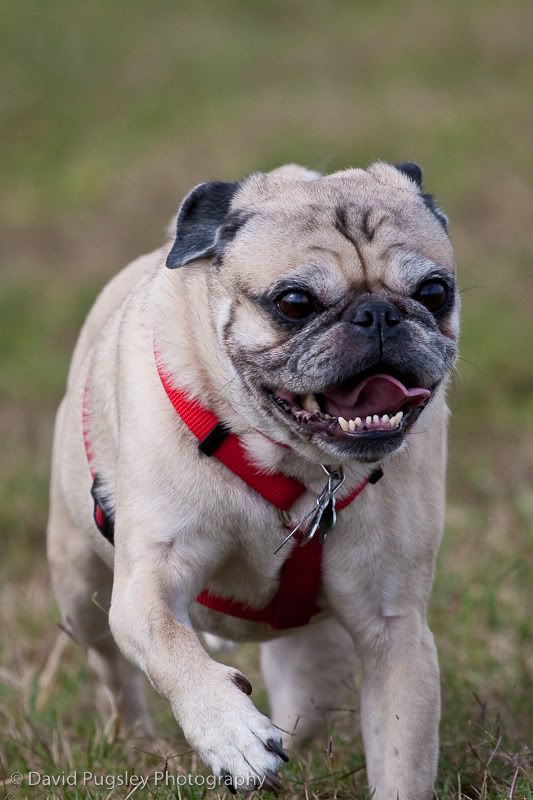 IMAGE: http://i6.photobucket.com/albums/y239/FLS2K/Boys%20at%20DP/09_November_dogpark_134.jpg