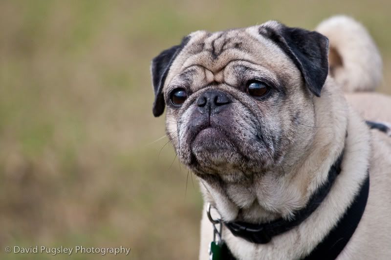 IMAGE: http://i6.photobucket.com/albums/y239/FLS2K/Boys%20at%20DP/09_November_dogpark_137.jpg