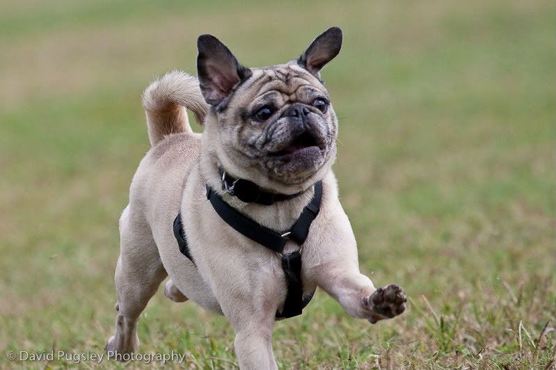 IMAGE: http://i6.photobucket.com/albums/y239/FLS2K/Boys%20at%20DP/09_November_dogpark_185-1.jpg