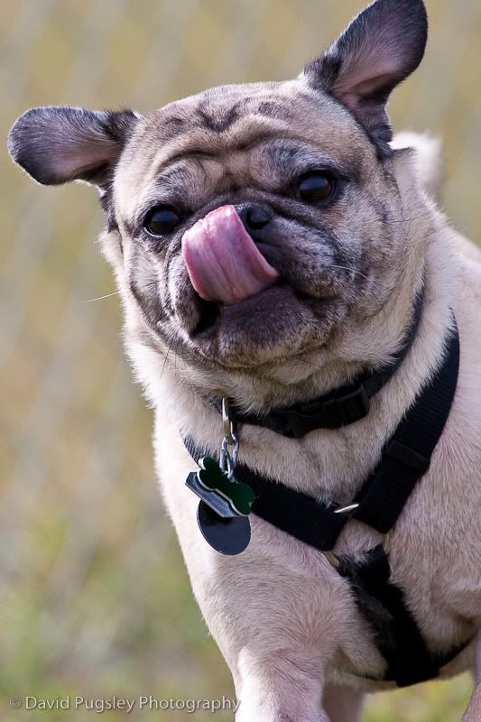 IMAGE: http://i6.photobucket.com/albums/y239/FLS2K/Boys%20at%20DP/09_November_dogpark_45.jpg