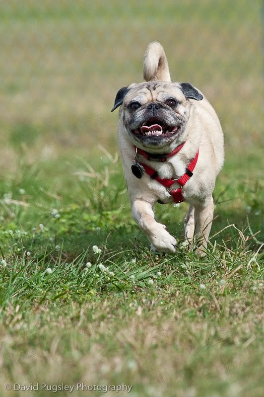 IMAGE: http://i6.photobucket.com/albums/y239/FLS2K/Boys%20at%20DP/09_November_dogpark_80.jpg