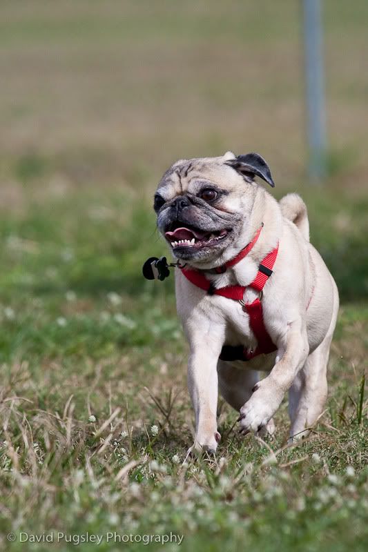 IMAGE: http://i6.photobucket.com/albums/y239/FLS2K/Boys%20at%20DP/09_November_dogpark_84.jpg