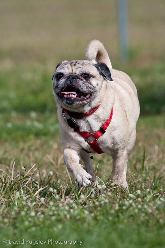 IMAGE: http://i6.photobucket.com/albums/y239/FLS2K/Boys%20at%20DP/09_November_dogpark_86.jpg