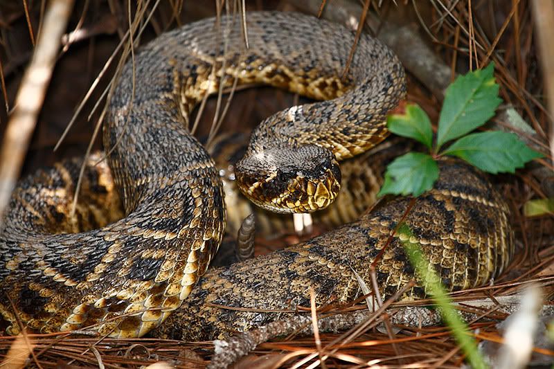 IMAGE: http://i6.photobucket.com/albums/y239/FLS2K/Upper%20Tampa%20Bay%20Park/_MG_8584.jpg