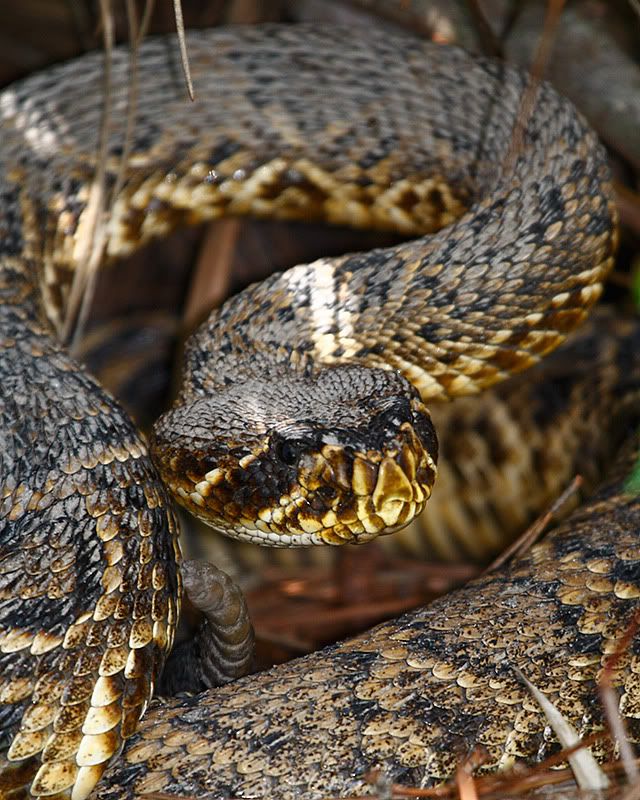 IMAGE: http://i6.photobucket.com/albums/y239/FLS2K/Upper%20Tampa%20Bay%20Park/_MG_8587.jpg