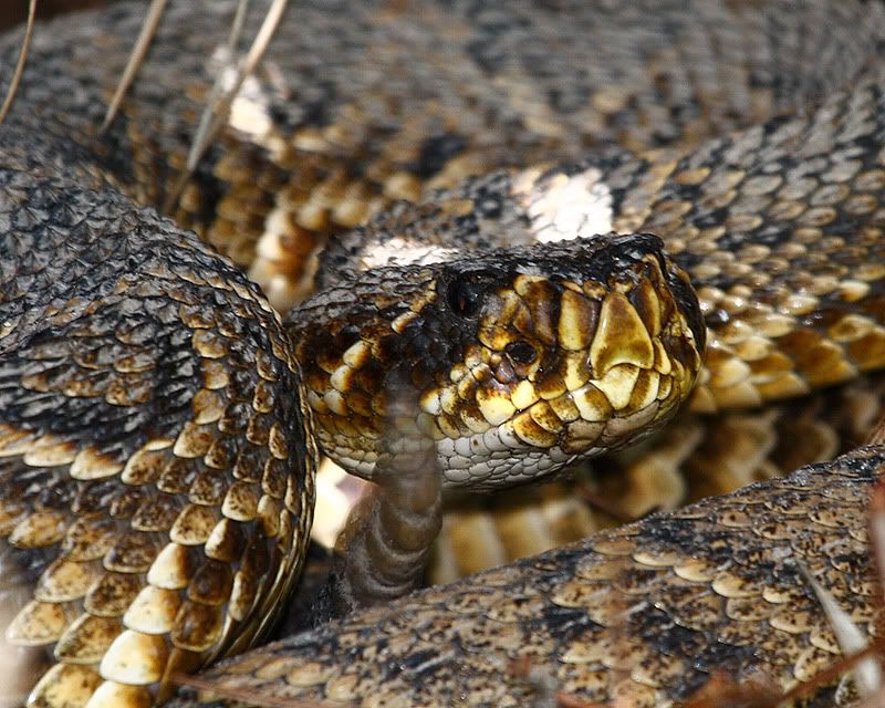 IMAGE: http://i6.photobucket.com/albums/y239/FLS2K/Upper%20Tampa%20Bay%20Park/_MG_8589.jpg