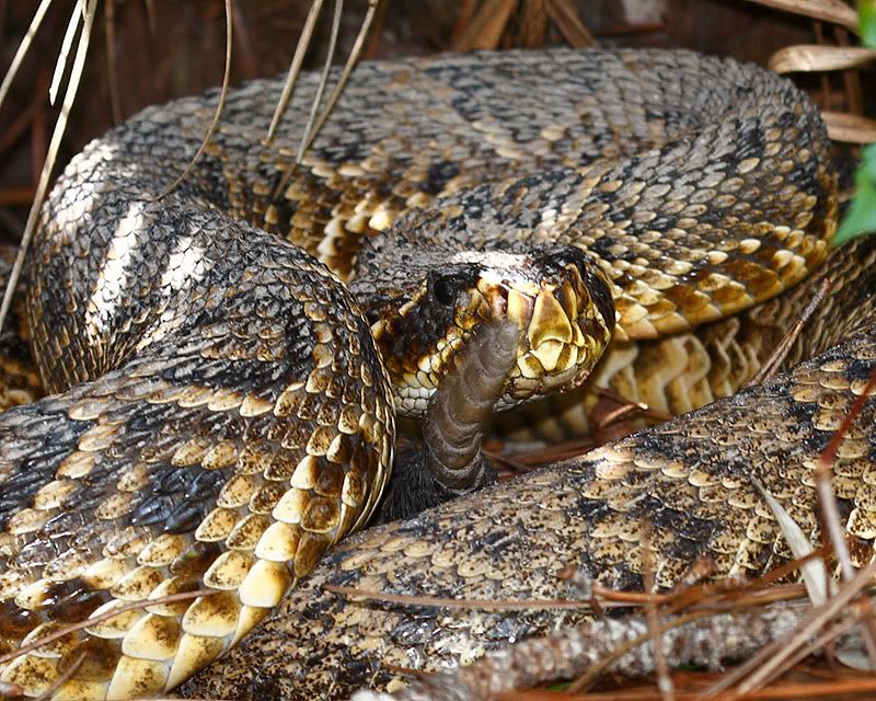 IMAGE: http://i6.photobucket.com/albums/y239/FLS2K/Upper%20Tampa%20Bay%20Park/_MG_8596.jpg