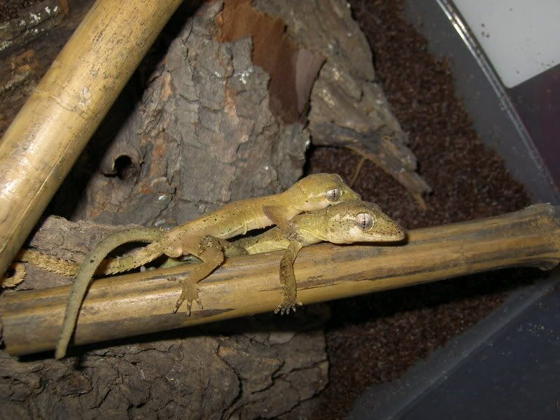 breedingelok001.jpg
