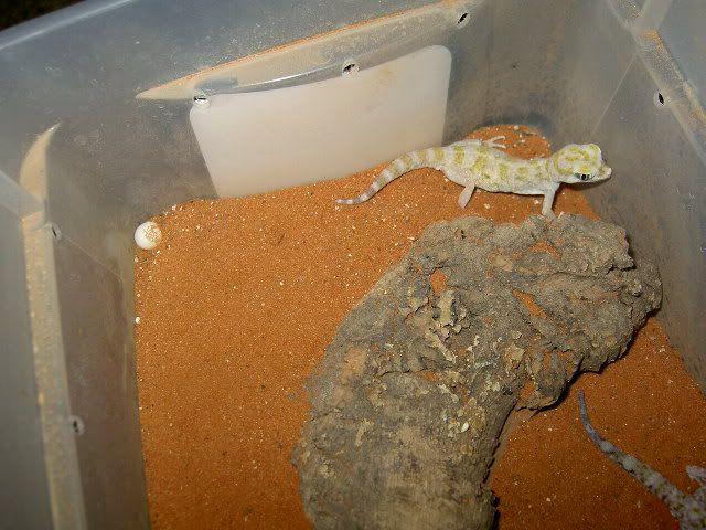 geckos001.jpg