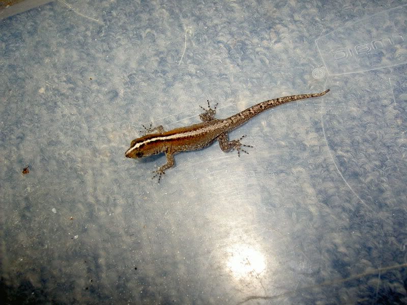 geckos013.jpg