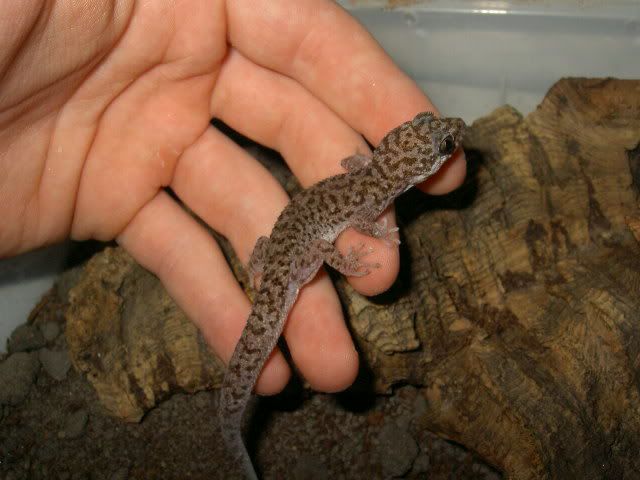 geckos015.jpg