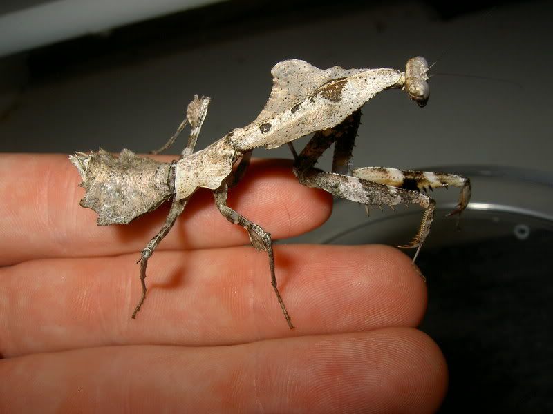 mant-1.jpg