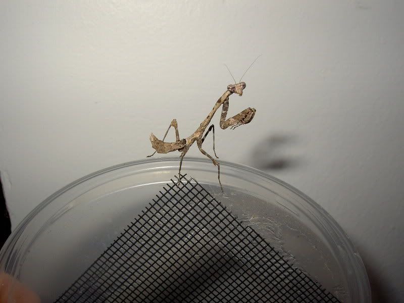 mantids005.jpg