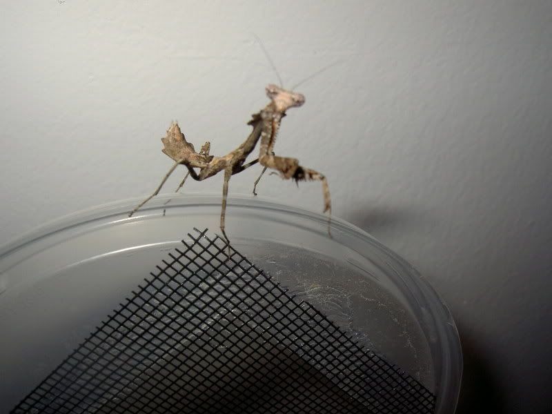 mantids007.jpg