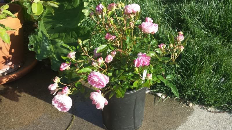  photo 20130809_181243.jpg