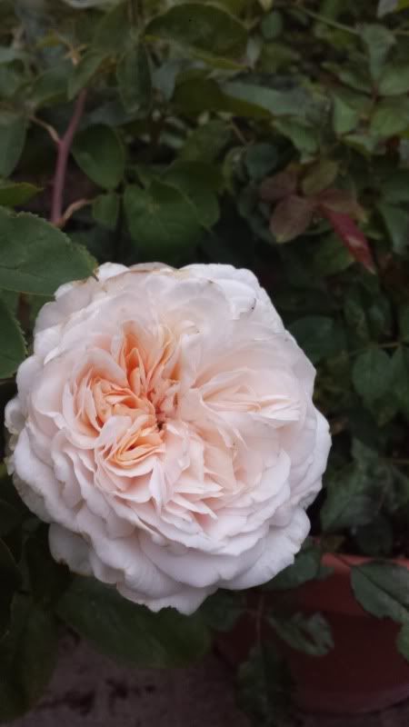  photo 20130914_070428.jpg