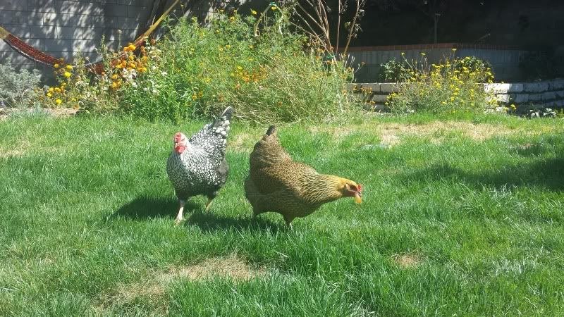  photo 20130916_144359.jpg