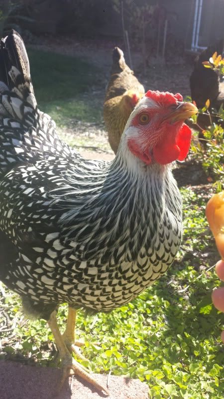  photo 20130916_144425.jpg