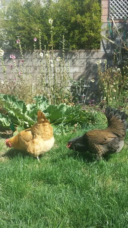  photo 20130916_144638.jpg