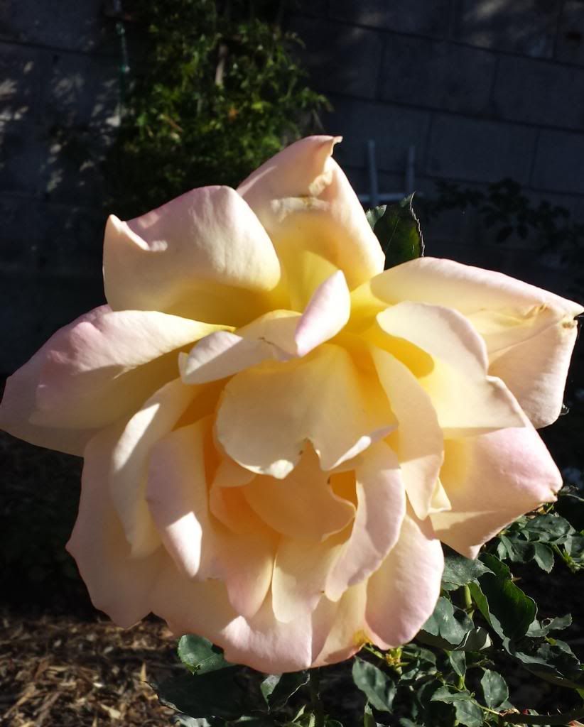  photo e0fead1c-7ced-469e-b9c7-43516caeb285.jpg