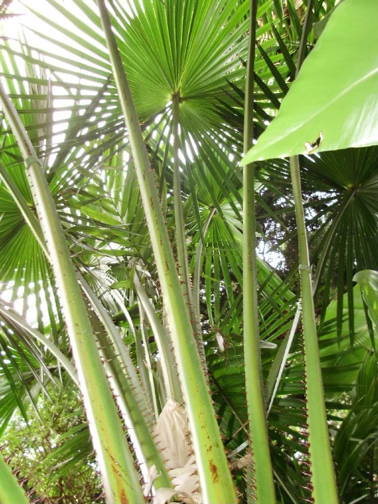 Livistona Australis - DISCUSSING PALM TREES WORLDWIDE - PalmTalk