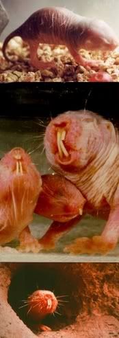 Sherie Rene Scott Love Thread