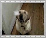 gmask blackberry. How does Gmask.