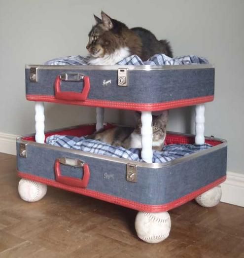 cats cats