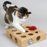 kittie kittie