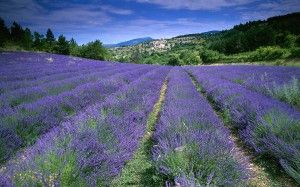  photo field_of_lavender_in_Provence-300x187_zps4e26a779.jpg